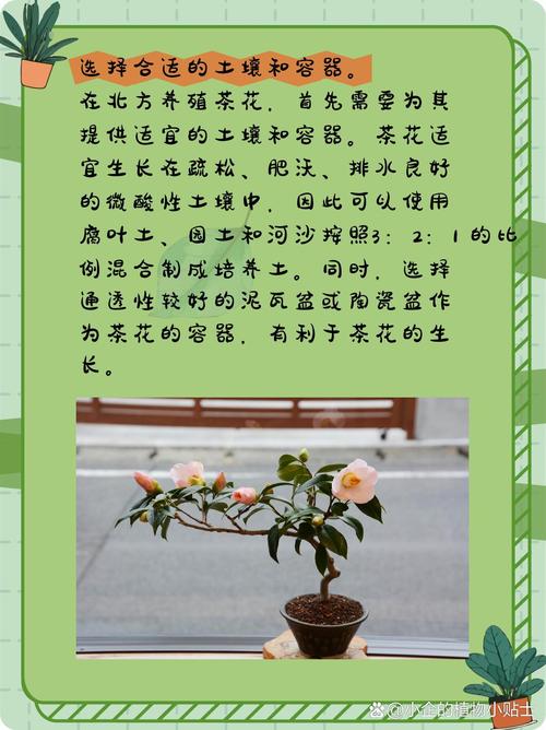茶花的养殖方法和注意事项(香妃茶花的养殖方法和注意事项)-第4张图片-多多自然网 茶花的养殖方法和注意事项(香妃茶花的养殖方法和注意事项)-第4张图片-多多自然网
