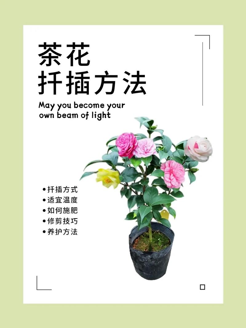 茶花的养殖方法和注意事项(香妃茶花的养殖方法和注意事项)-第5张图片-多多自然网 茶花的养殖方法和注意事项(香妃茶花的养殖方法和注意事项)-第5张图片-多多自然网