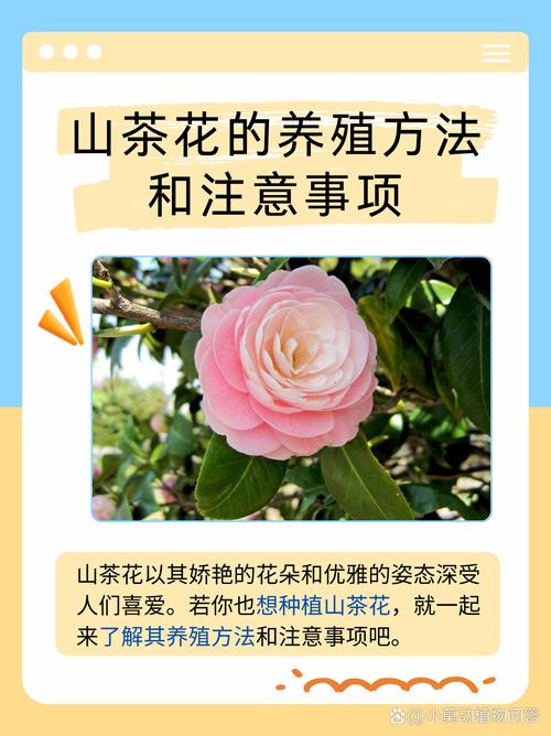 茶花的养殖方法和注意事项(香妃茶花的养殖方法和注意事项)-第6张图片-多多自然网 茶花的养殖方法和注意事项(香妃茶花的养殖方法和注意事项)-第6张图片-多多自然网