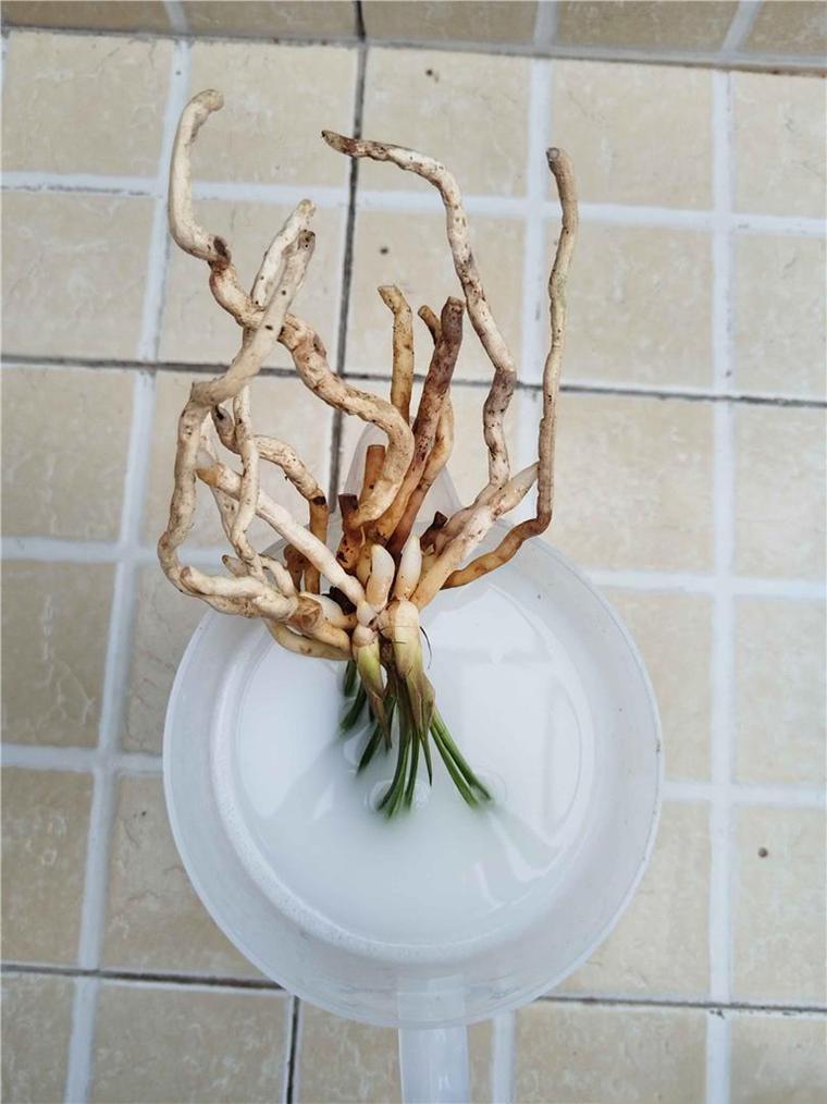 兰花怎么换盆(大盆兰花怎么换盆)-第6张图片-多多自然网 兰花怎么换盆(大盆兰花怎么换盆)-第6张图片-多多自然网