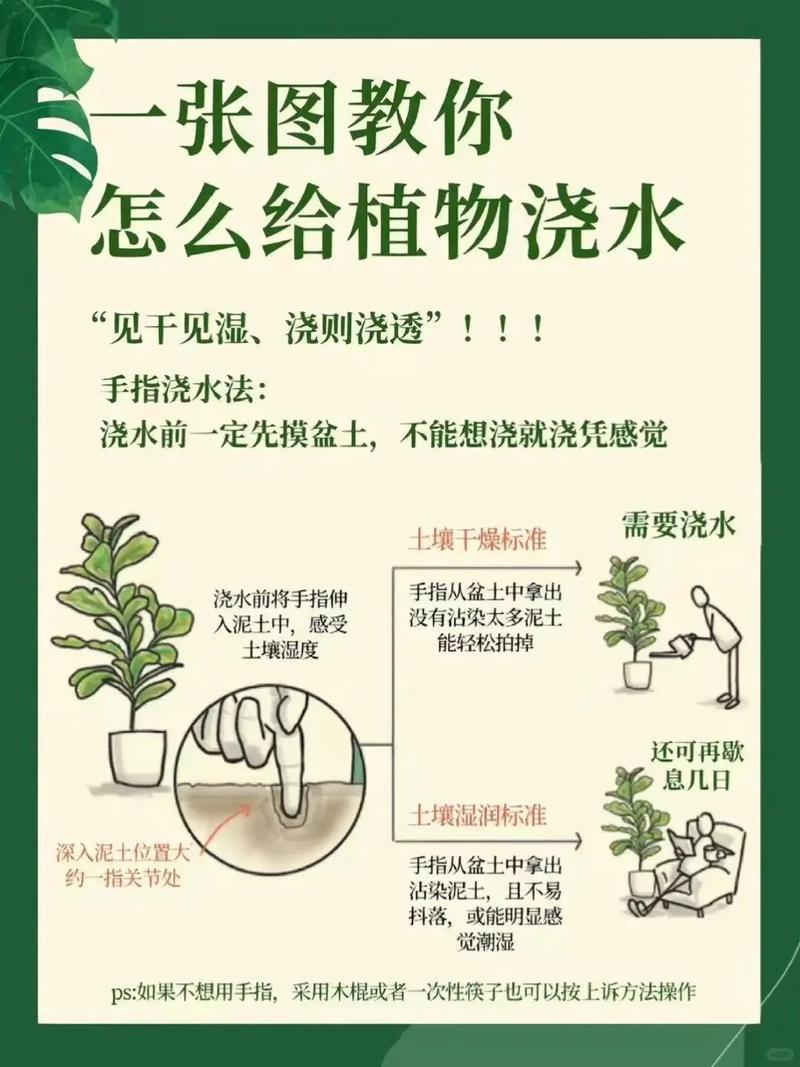 绿萝君子兰...山东大妈这么养(绿花君子兰怎么培养出来的)-第2张图片-多多自然网 绿萝君子兰...山东大妈这么养(绿花君子兰怎么培养出来的)-第2张图片-多多自然网