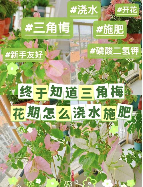 绿萝君子兰...山东大妈这么养(绿花君子兰怎么培养出来的)-第6张图片-多多自然网 绿萝君子兰...山东大妈这么养(绿花君子兰怎么培养出来的)-第6张图片-多多自然网
