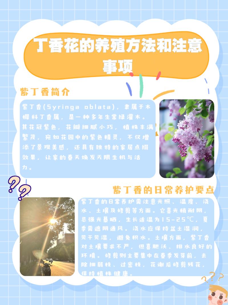 紫丁香怎么养(紫丁香养护注意事项)-第2张图片-多多自然网 紫丁香怎么养(紫丁香养护注意事项)-第2张图片-多多自然网