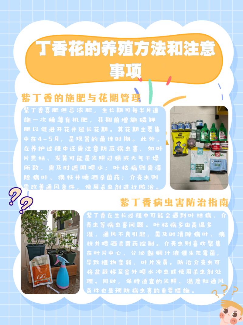 紫丁香怎么养(紫丁香养护注意事项)-第3张图片-多多自然网 紫丁香怎么养(紫丁香养护注意事项)-第3张图片-多多自然网