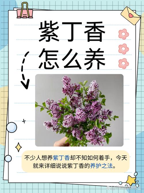 紫丁香怎么养(紫丁香养护注意事项)-第5张图片-多多自然网 紫丁香怎么养(紫丁香养护注意事项)-第5张图片-多多自然网