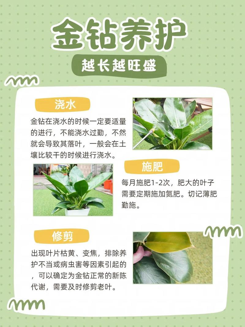金钻浇什么水(金钻浇水要浇透么)-第1张图片-多多自然网 金钻浇什么水(金钻浇水要浇透么)-第1张图片-多多自然网