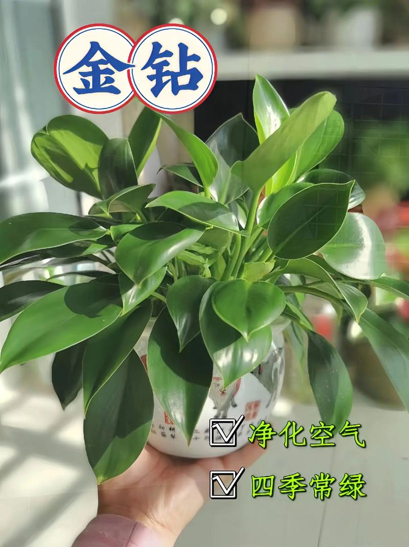 金钻浇什么水(金钻浇水要浇透么)-第3张图片-多多自然网 金钻浇什么水(金钻浇水要浇透么)-第3张图片-多多自然网