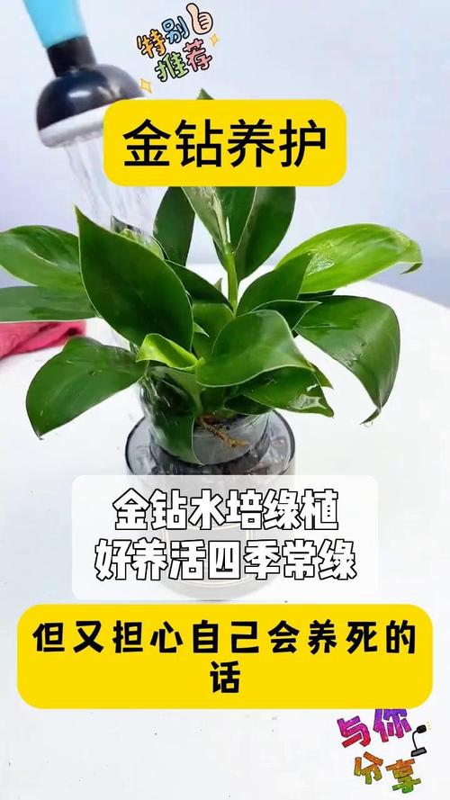 金钻浇什么水(金钻浇水要浇透么)-第5张图片-多多自然网 金钻浇什么水(金钻浇水要浇透么)-第5张图片-多多自然网