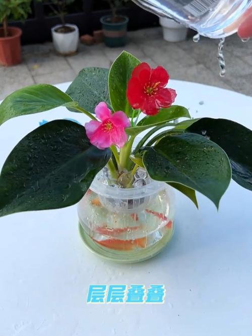 金钻浇什么水(金钻浇水要浇透么)-第6张图片-多多自然网 金钻浇什么水(金钻浇水要浇透么)-第6张图片-多多自然网