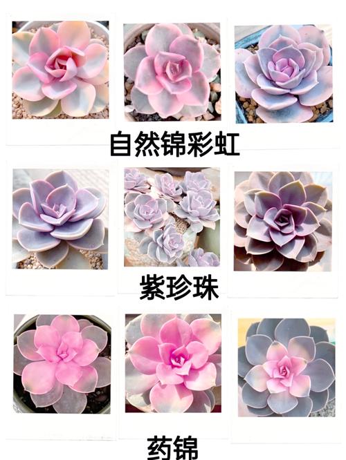 紫珍珠怎么浇水(紫珍珠怎么浇水视频)-第4张图片-多多自然网 紫珍珠怎么浇水(紫珍珠怎么浇水视频)-第4张图片-多多自然网