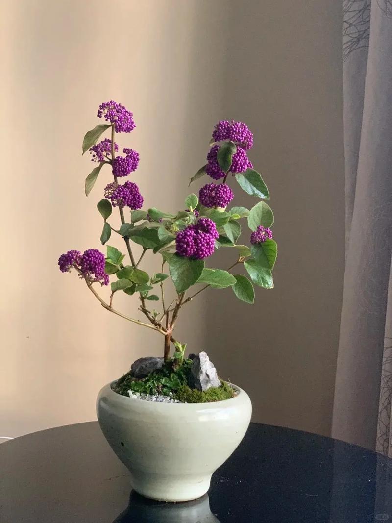 紫珍珠怎么浇水(紫珍珠怎么浇水视频)-第5张图片-多多自然网 紫珍珠怎么浇水(紫珍珠怎么浇水视频)-第5张图片-多多自然网