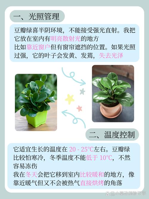 豆瓣绿秋天怎么养(豆瓣绿的养护方法和修剪)-第2张图片-多多自然网 豆瓣绿秋天怎么养(豆瓣绿的养护方法和修剪)-第2张图片-多多自然网