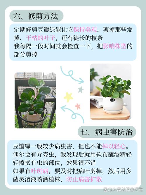 豆瓣绿秋天怎么养(豆瓣绿的养护方法和修剪)-第4张图片-多多自然网 豆瓣绿秋天怎么养(豆瓣绿的养护方法和修剪)-第4张图片-多多自然网