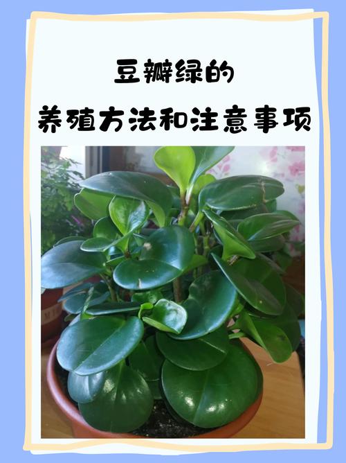 豆瓣绿秋天怎么养(豆瓣绿的养护方法和修剪)-第5张图片-多多自然网 豆瓣绿秋天怎么养(豆瓣绿的养护方法和修剪)-第5张图片-多多自然网