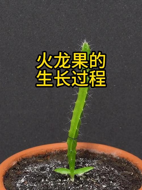 火龙果种植技术（火龙果种植技术与管理）-第2张图片-多多自然网