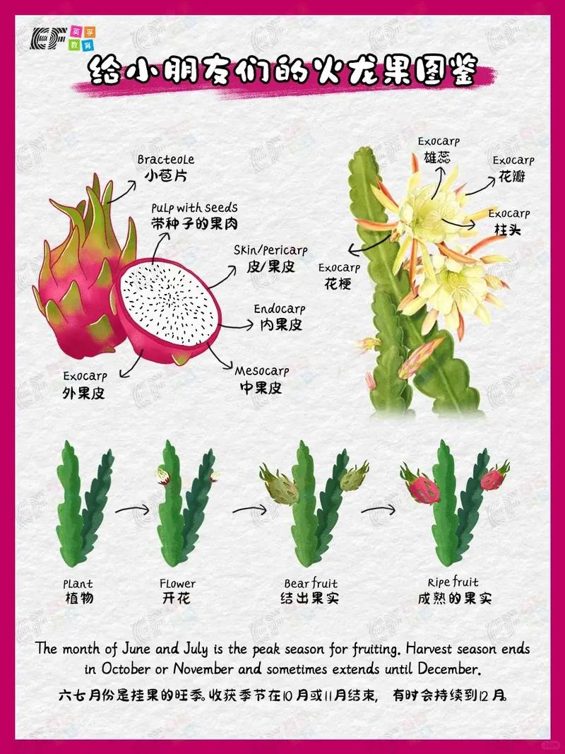 火龙果种植技术（火龙果种植技术与管理）-第3张图片-多多自然网