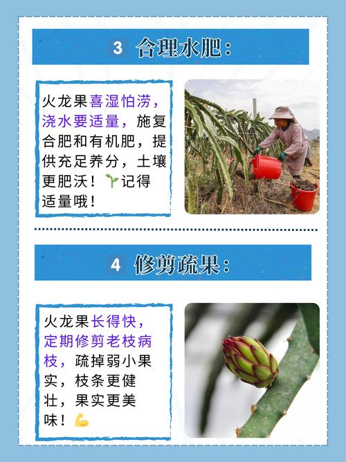 火龙果种植技术（火龙果种植技术与管理）-第4张图片-多多自然网