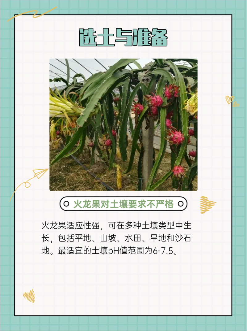 火龙果种植技术（火龙果种植技术与管理）-第7张图片-多多自然网
