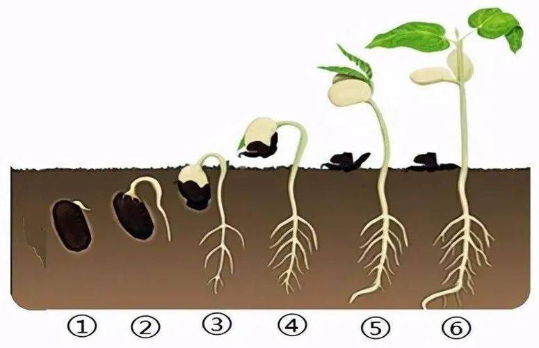 紫娇花种子怎么种(紫娇花花期)-第5张图片-多多自然网 紫娇花种子怎么种(紫娇花花期)-第5张图片-多多自然网