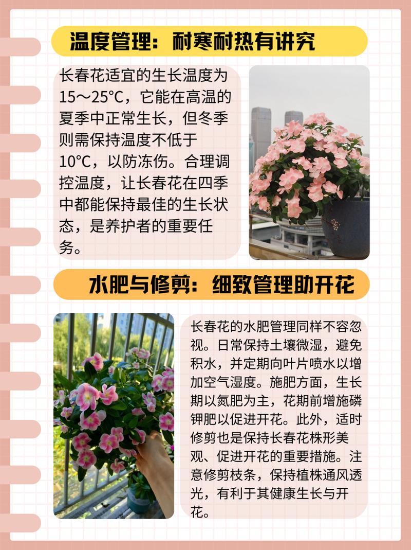 长春花换盆注意事项(长春花换盆注意事项有哪些)-第2张图片-多多自然网 长春花换盆注意事项(长春花换盆注意事项有哪些)-第2张图片-多多自然网