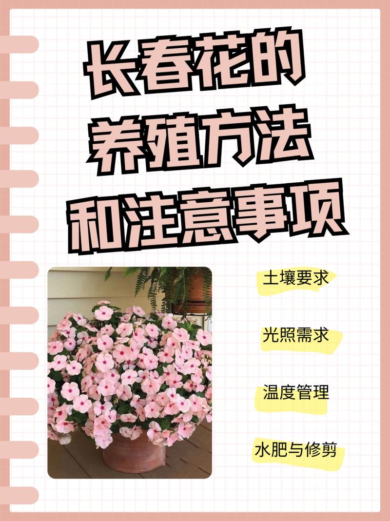 长春花换盆注意事项(长春花换盆注意事项有哪些)-第3张图片-多多自然网 长春花换盆注意事项(长春花换盆注意事项有哪些)-第3张图片-多多自然网