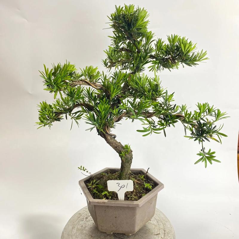 罗汉松可以用啤酒浇吗(罗汉松可以用啤酒浇吗视频)-第1张图片-多多自然网 罗汉松可以用啤酒浇吗(罗汉松可以用啤酒浇吗视频)-第1张图片-多多自然网