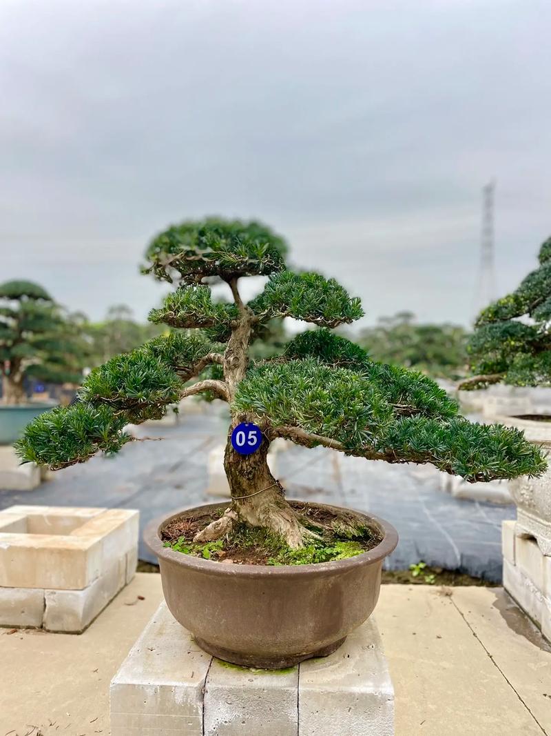 罗汉松可以用啤酒浇吗(罗汉松可以用啤酒浇吗视频)-第2张图片-多多自然网 罗汉松可以用啤酒浇吗(罗汉松可以用啤酒浇吗视频)-第2张图片-多多自然网