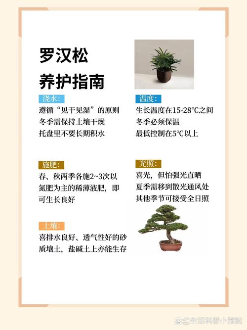 罗汉松可以用啤酒浇吗(罗汉松可以用啤酒浇吗视频)-第3张图片-多多自然网 罗汉松可以用啤酒浇吗(罗汉松可以用啤酒浇吗视频)-第3张图片-多多自然网