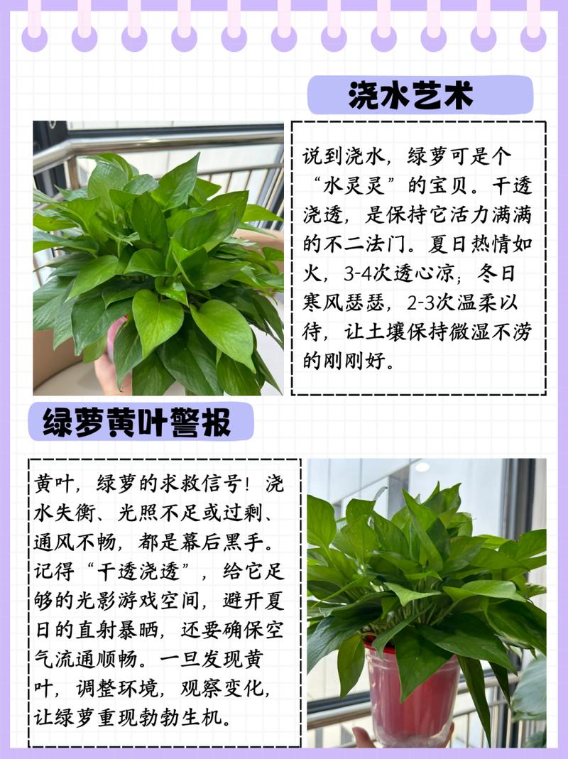 罗汉松可以用啤酒浇吗(罗汉松可以用啤酒浇吗视频)-第4张图片-多多自然网 罗汉松可以用啤酒浇吗(罗汉松可以用啤酒浇吗视频)-第4张图片-多多自然网