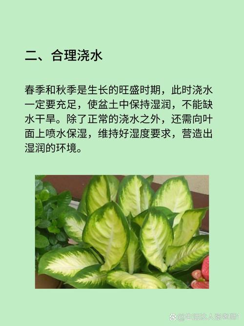银皇后秋天怎么养(银皇后会开花吗)-第7张图片-多多自然网 银皇后秋天怎么养(银皇后会开花吗)-第7张图片-多多自然网