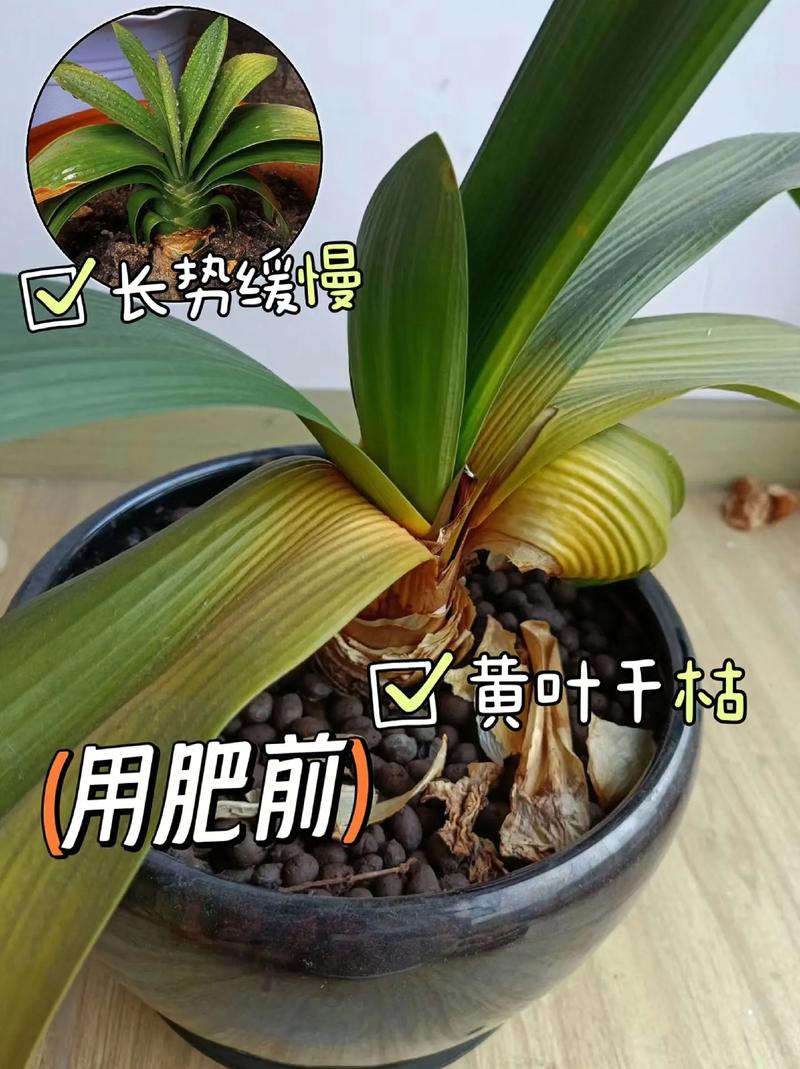 君子兰需要什么肥料(君子兰需要什么肥料比较好)-第2张图片-多多自然网 君子兰需要什么肥料(君子兰需要什么肥料比较好)-第2张图片-多多自然网