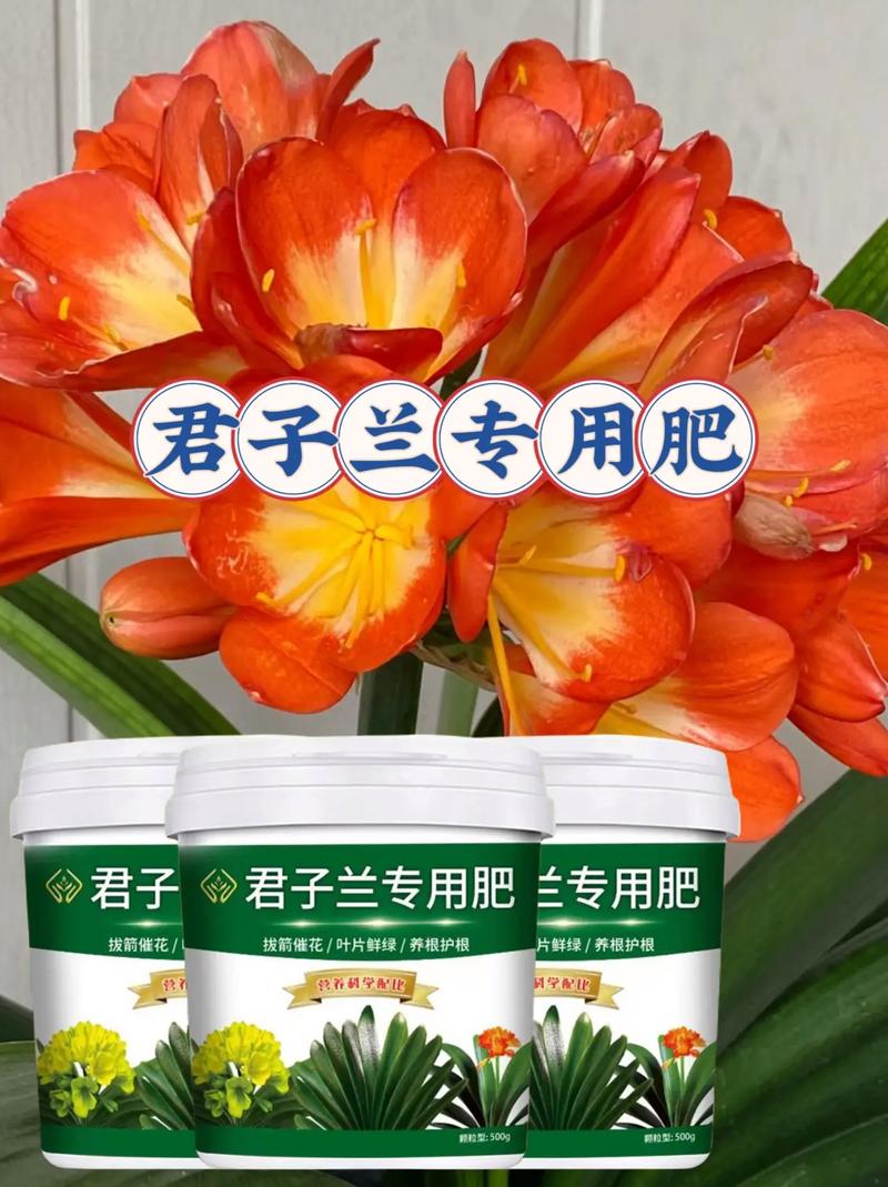 君子兰需要什么肥料(君子兰需要什么肥料比较好)-第3张图片-多多自然网 君子兰需要什么肥料(君子兰需要什么肥料比较好)-第3张图片-多多自然网