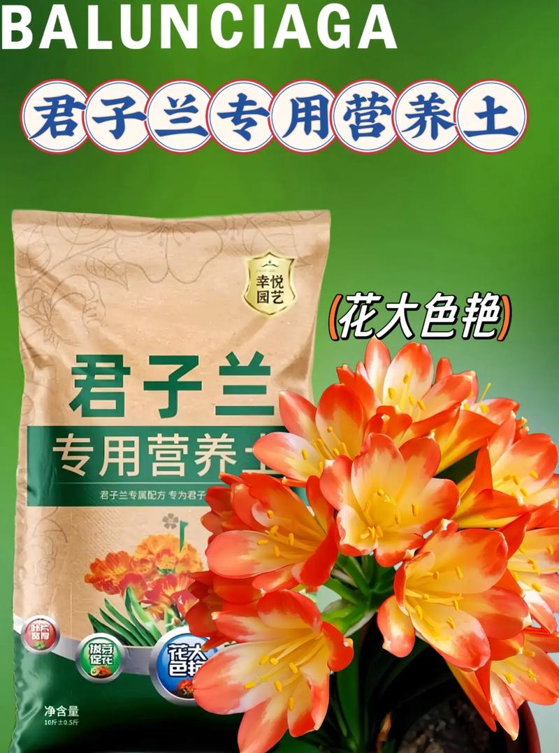 君子兰需要什么肥料(君子兰需要什么肥料比较好)-第6张图片-多多自然网 君子兰需要什么肥料(君子兰需要什么肥料比较好)-第6张图片-多多自然网