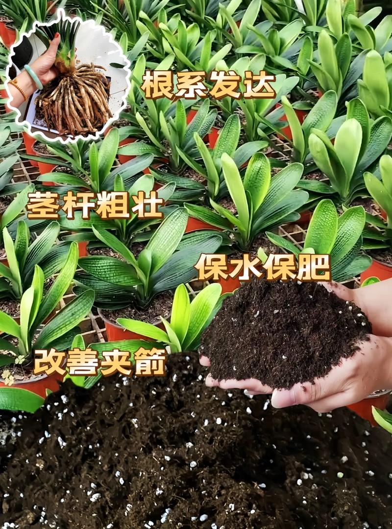 君子兰需要什么肥料(君子兰需要什么肥料比较好)-第7张图片-多多自然网 君子兰需要什么肥料(君子兰需要什么肥料比较好)-第7张图片-多多自然网