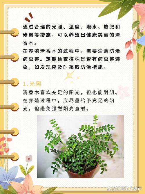 清香木怎么养(清香木怎么养护与浇水)-第2张图片-多多自然网 清香木怎么养(清香木怎么养护与浇水)-第2张图片-多多自然网