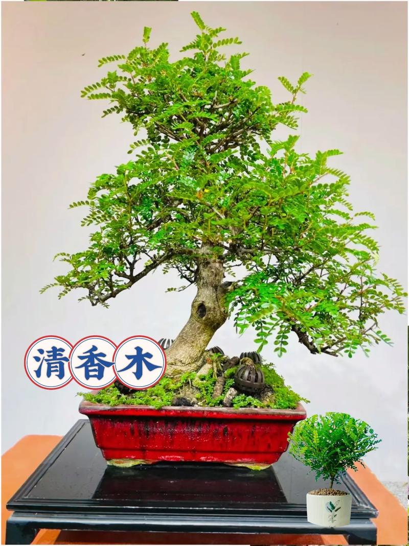 清香木怎么养(清香木怎么养护与浇水)-第4张图片-多多自然网 清香木怎么养(清香木怎么养护与浇水)-第4张图片-多多自然网