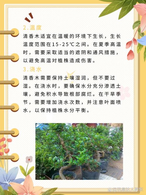 清香木怎么养(清香木怎么养护与浇水)-第7张图片-多多自然网 清香木怎么养(清香木怎么养护与浇水)-第7张图片-多多自然网