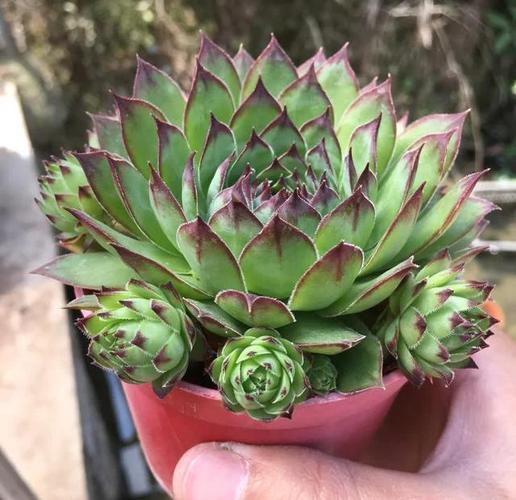 蓝石莲秋天怎么养(蓝石莲好养活吗)-第2张图片-多多自然网 蓝石莲秋天怎么养(蓝石莲好养活吗)-第2张图片-多多自然网