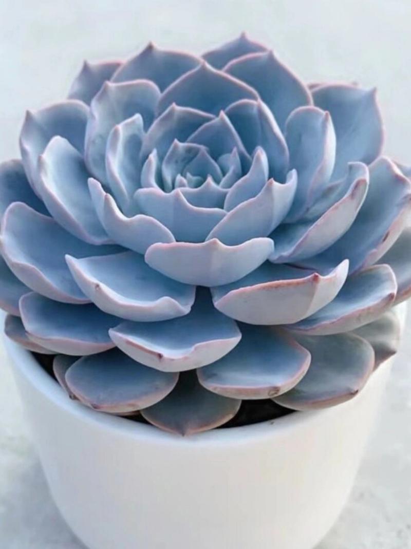 蓝石莲秋天怎么养(蓝石莲好养活吗)-第5张图片-多多自然网 蓝石莲秋天怎么养(蓝石莲好养活吗)-第5张图片-多多自然网