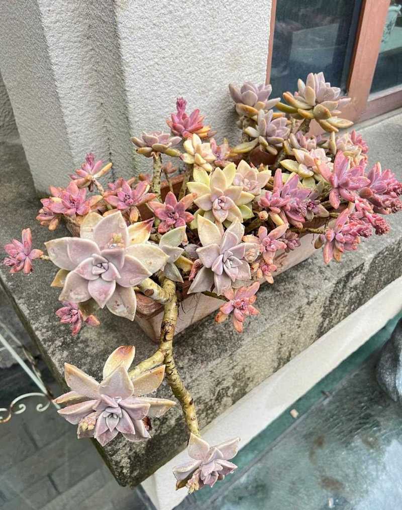 蓝石莲秋天怎么养(蓝石莲好养活吗)-第7张图片-多多自然网 蓝石莲秋天怎么养(蓝石莲好养活吗)-第7张图片-多多自然网
