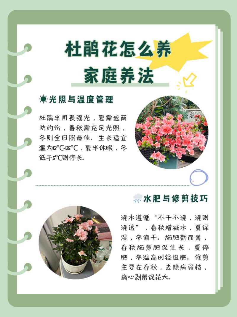 杜鹃花花期养护(杜鹃花花期是多长时间)-第1张图片-多多自然网 杜鹃花花期养护(杜鹃花花期是多长时间)-第1张图片-多多自然网
