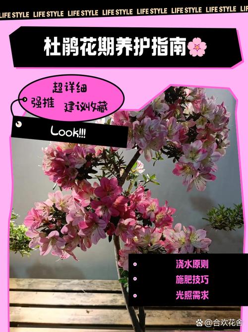 杜鹃花花期养护(杜鹃花花期是多长时间)-第7张图片-多多自然网 杜鹃花花期养护(杜鹃花花期是多长时间)-第7张图片-多多自然网