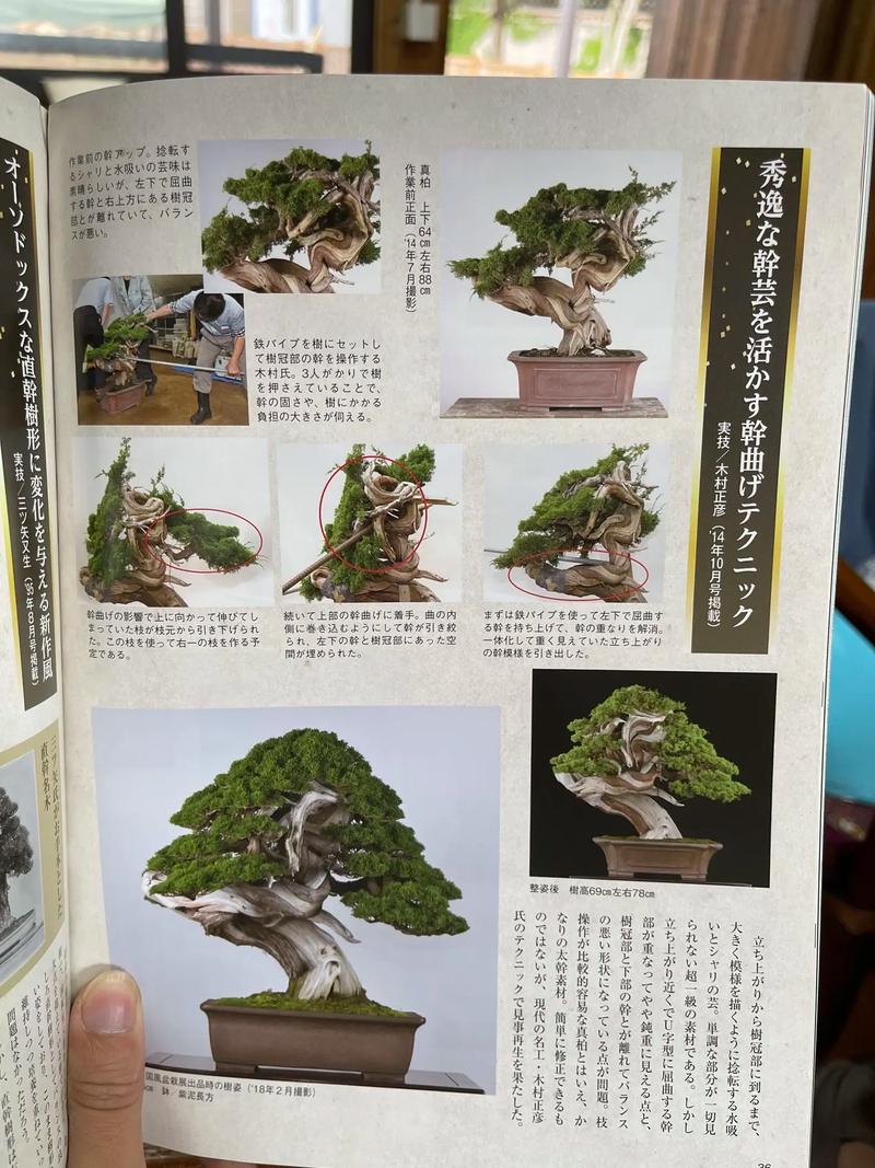 真柏的养殖方法(真柏一年养护方法大全)-第1张图片-多多自然网 真柏的养殖方法(真柏一年养护方法大全)-第1张图片-多多自然网