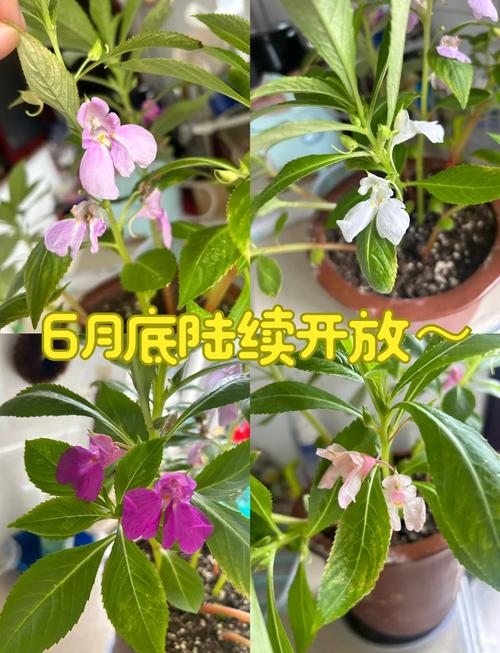 盆栽凤仙花怎么养(凤仙花盆栽凤仙花如何管)-第2张图片-多多自然网 盆栽凤仙花怎么养(凤仙花盆栽凤仙花如何管)-第2张图片-多多自然网