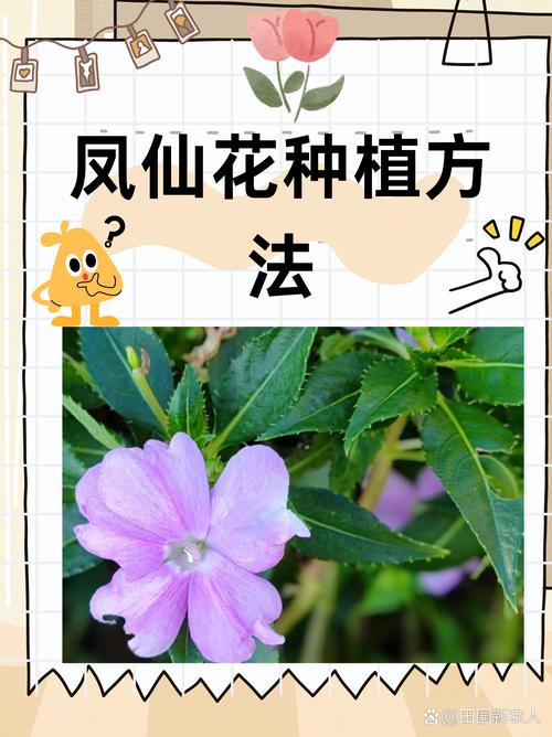 盆栽凤仙花怎么养(凤仙花盆栽凤仙花如何管)-第4张图片-多多自然网 盆栽凤仙花怎么养(凤仙花盆栽凤仙花如何管)-第4张图片-多多自然网