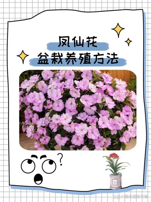 盆栽凤仙花怎么养(凤仙花盆栽凤仙花如何管)-第5张图片-多多自然网 盆栽凤仙花怎么养(凤仙花盆栽凤仙花如何管)-第5张图片-多多自然网