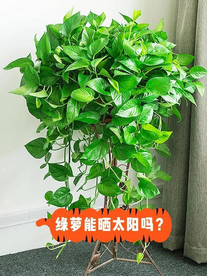 绿萝能晒太阳吗(绿萝能晒太阳吗?怎么养)-第1张图片-多多自然网 绿萝能晒太阳吗(绿萝能晒太阳吗?怎么养)-第1张图片-多多自然网