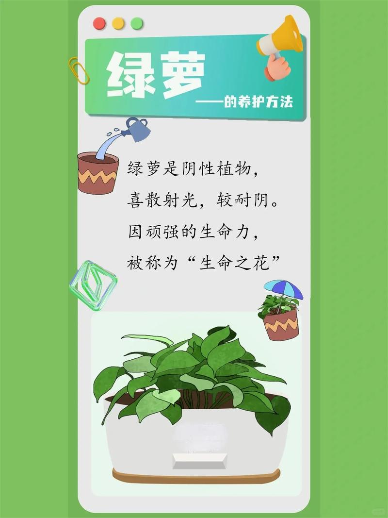 绿萝能晒太阳吗(绿萝能晒太阳吗?怎么养)-第4张图片-多多自然网 绿萝能晒太阳吗(绿萝能晒太阳吗?怎么养)-第4张图片-多多自然网