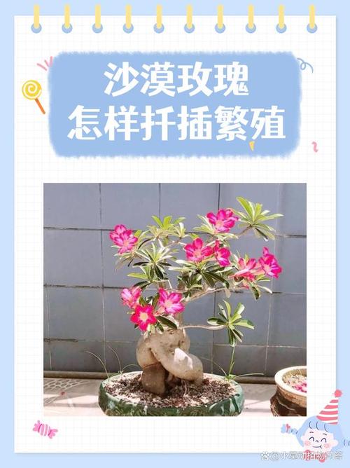 沙漠玫瑰的繁殖方法(沙漠玫瑰的繁殖方法是什么?)-第2张图片-多多自然网 沙漠玫瑰的繁殖方法(沙漠玫瑰的繁殖方法是什么?)-第2张图片-多多自然网