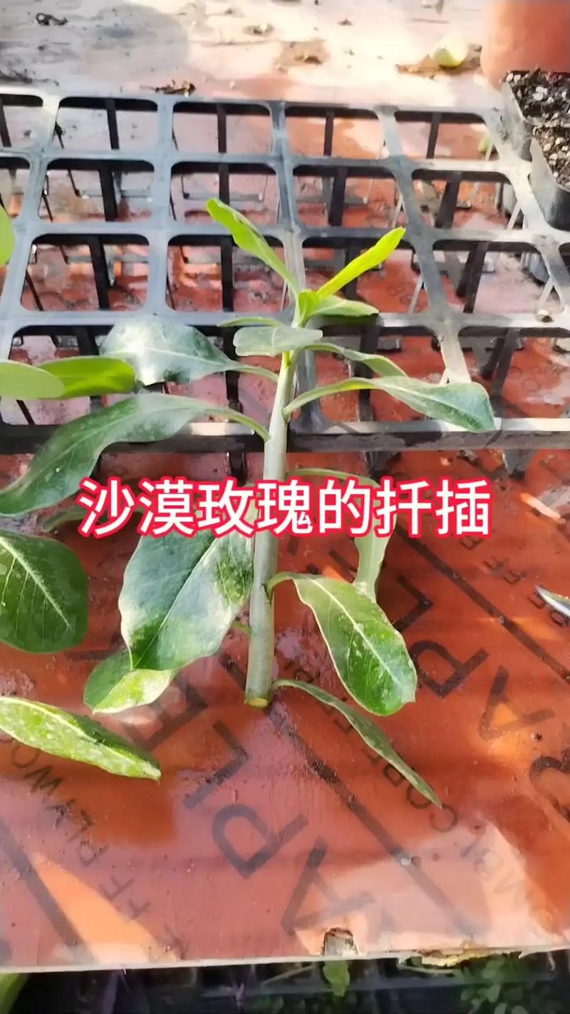 沙漠玫瑰的繁殖方法(沙漠玫瑰的繁殖方法是什么?)-第3张图片-多多自然网 沙漠玫瑰的繁殖方法(沙漠玫瑰的繁殖方法是什么?)-第3张图片-多多自然网